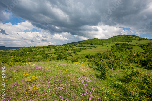Wild thyme growing near a road in Southern Bulgaria, Rhodope mountain. Cloudy spring day.