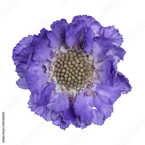 Top view of Pincushion flower aka Scabiosa Caucasia. Single blue blooming flower isolated on a white background. photo