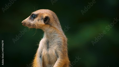 Close-up view of meerkat standing and turning his head in different directions