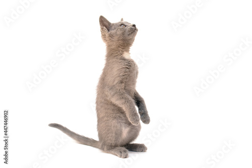 A gray kitten is playing and posing. Photo of a pet on a white background.