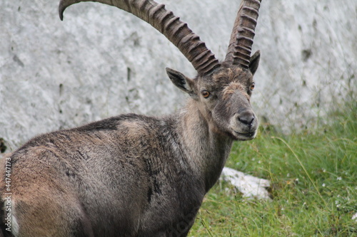 close up of a rock goat