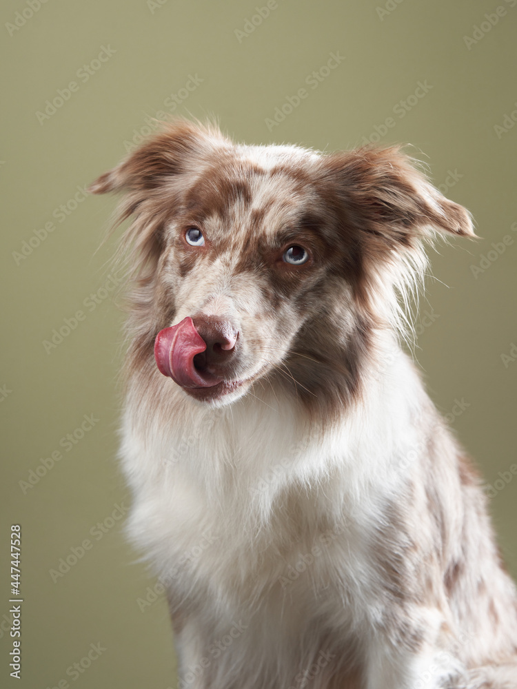 the dog licks her lips, stuck out her tongue. expressive marble Border Collie. funny pet in studio the dog licks her lips, stuck out her tongue. expressive marble Border Collie. funny pet in studio