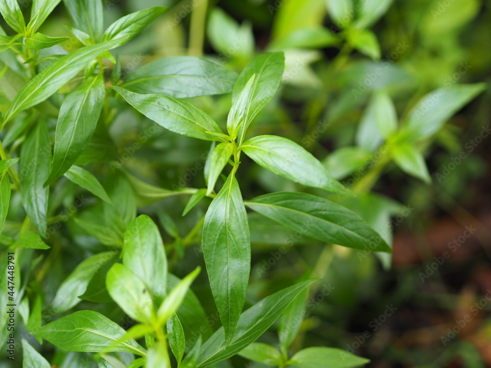 King of bitters Andrographis paniculata Burm, Wall. Ex Nees, Fah Talai jhon, Thai herbs relieve sore throat, reduce fever, heat up the cold green leaves vegetable nature protect coronavirus, covid-19 King of bitters Andrographis paniculata Burm, Wall. Ex Nees, Fah Talai jhon, Thai herbs relieve sore throat, reduce fever, heat up the cold green leaves vegetable nature protect coronavirus, covid-19