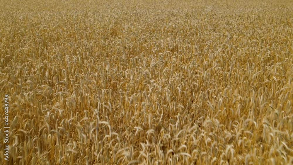 Close up aerial fly a ripe field of grain, golden ears swaying in the wind, harvesting global culture Close up aerial fly a ripe field of grain, golden ears swaying in the wind, harvesting global culture