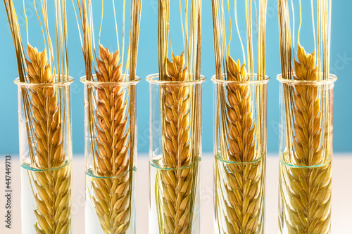 Wheat in test tubes genetically modified food concept
