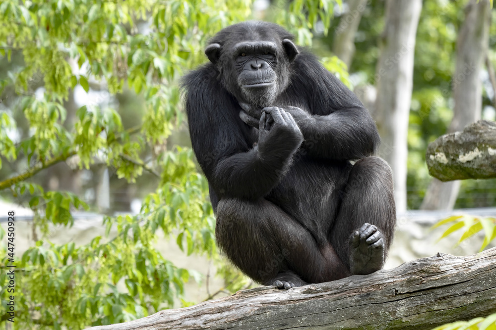 Female African Chimpanzee, Mr Troglodytes, sitting on tribe and watches the surroundings.