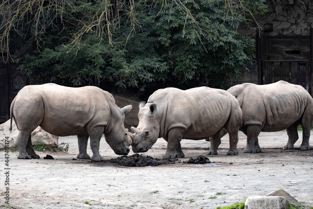 Southern White Rhinoceros, Ceratotherium Simum Simum, stands against each other, are ready to push away Southern White Rhinoceros, Ceratotherium Simum Simum, stands against each other, are ready to push away