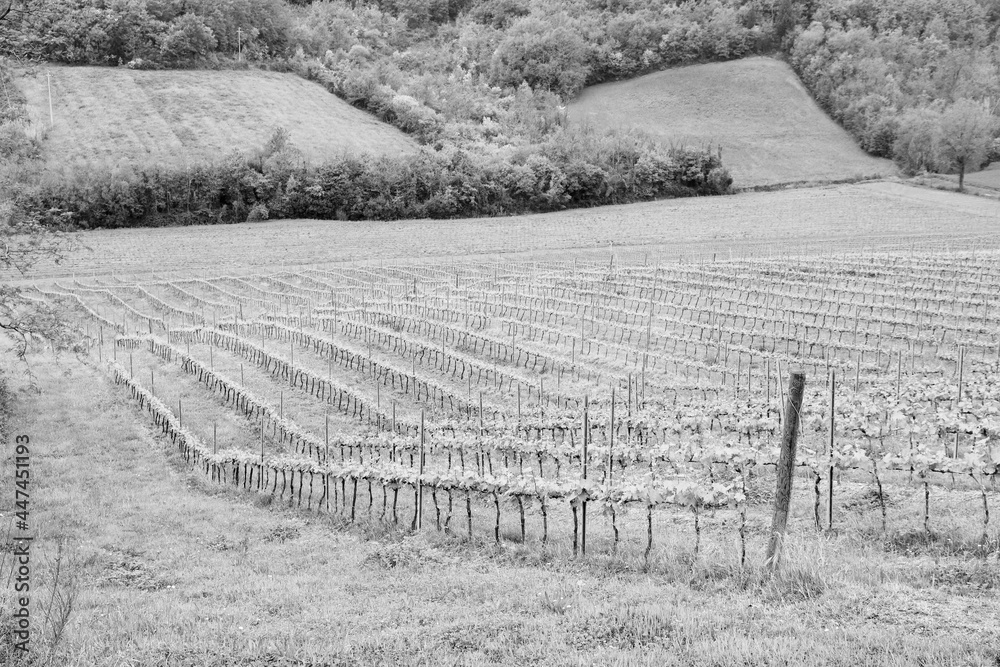 Tuscany vineyards. Black white Italy.