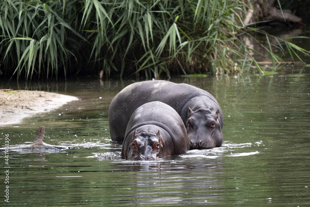 Female hippopotamus, hippopotamus amphibius, with gown baby goes to the lake Female hippopotamus, hippopotamus amphibius, with gown baby goes to the lake