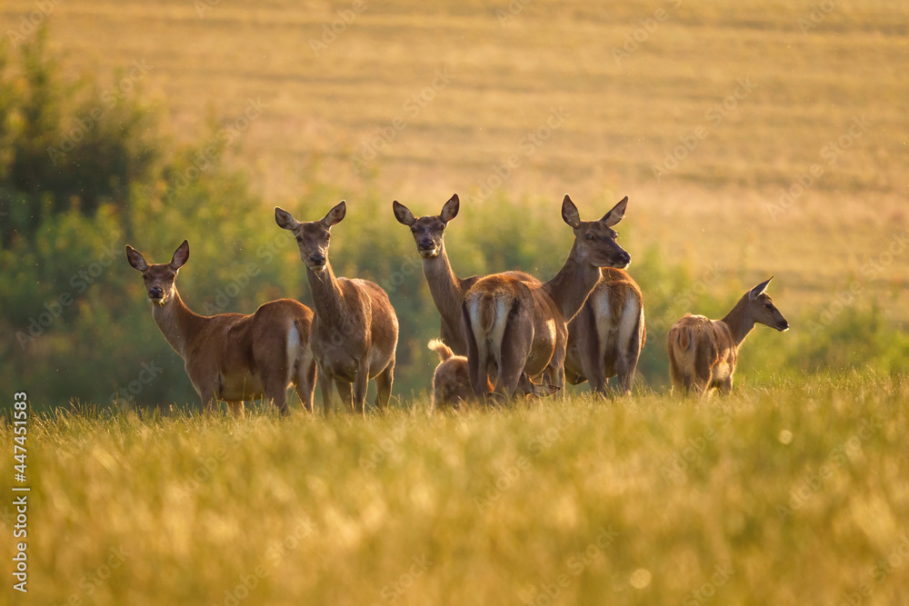 Obraz premium Cervus elaphus. Group of female European or common deer and young baby calf at sunset.