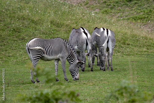 Grevy's Zebra, Equus Grevyi, always graze in herds. The tails of the insect