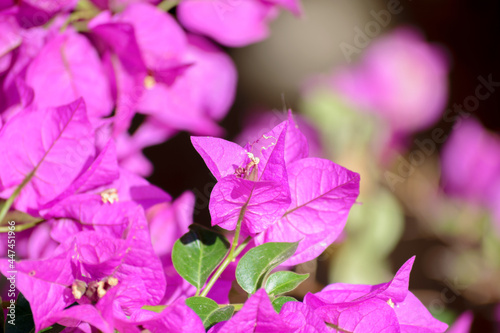 Close up with bokeh of a purple flowers