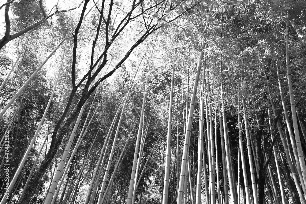 Naklejka premium Japan bamboo forest. Black and white Japan.