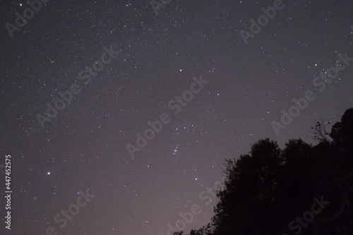 Night wide field astrophotography on a forest with constellations