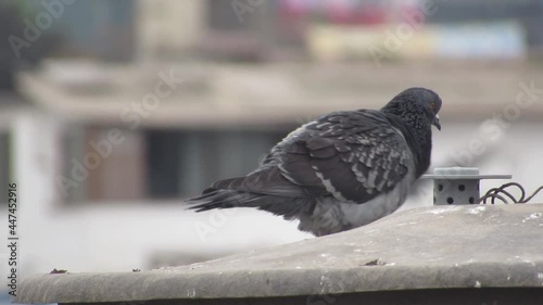 a pigeon defecating and scratching its back