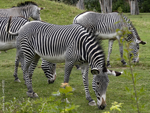 Grevy's Zebra, Equus Grevyi, always graze in herds. The tails of the insect photo