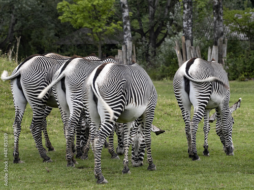 Grevy s Zebra  Equus Grevyi  always graze in herds. The tails of the insect