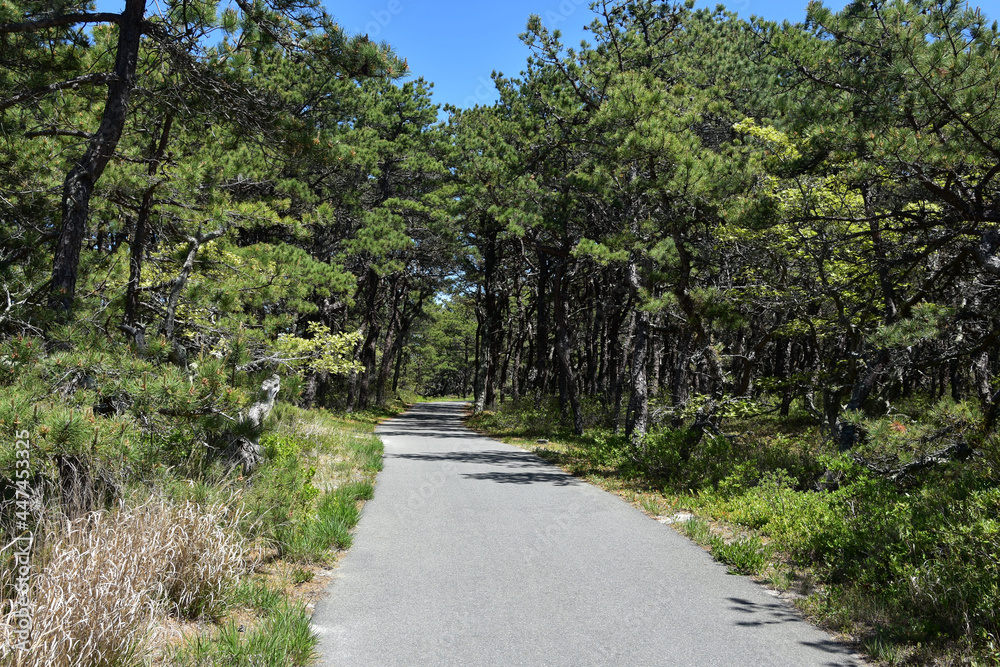 Paved Biking Trail Through a Pine Grove