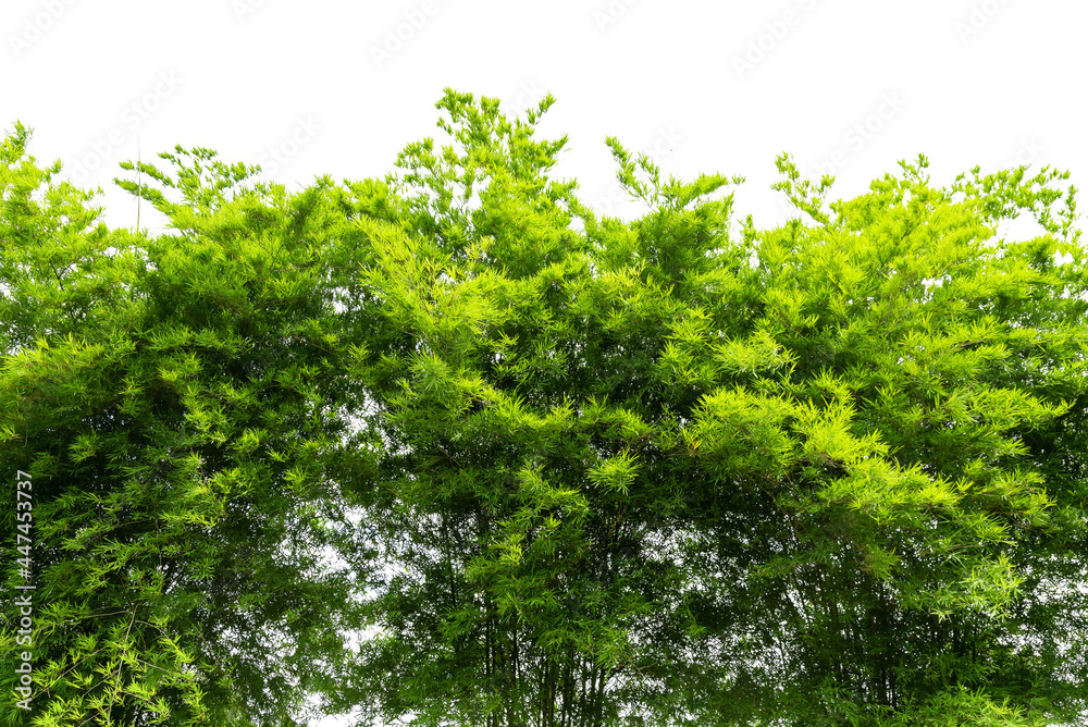Bamboo leaves isolated on white background, design for border, include clipping path Bamboo leaves isolated on white background, design for border, include clipping path