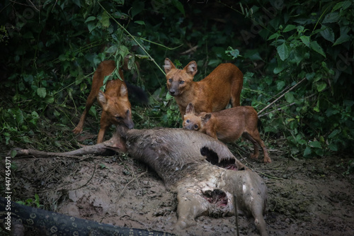 Asian wild dogs and family eating deer after hunted beside Lamtakong canal in the Khao Yai national park Thailand. The wildlife in the forest of Thailand.