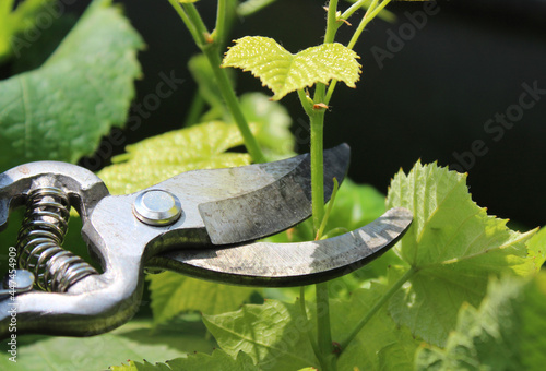 Fotografie Eine Hand mit einer Schere, die Triebe am Weinstock schneidet