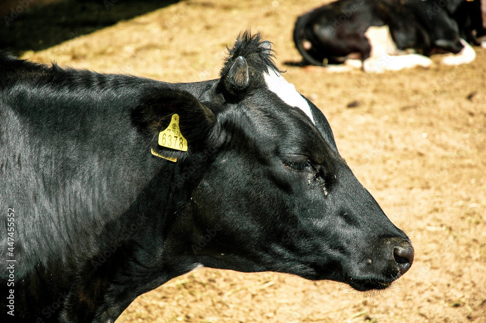 black and white spotted cows in the livestock farm black and white spotted cows in the livestock farm