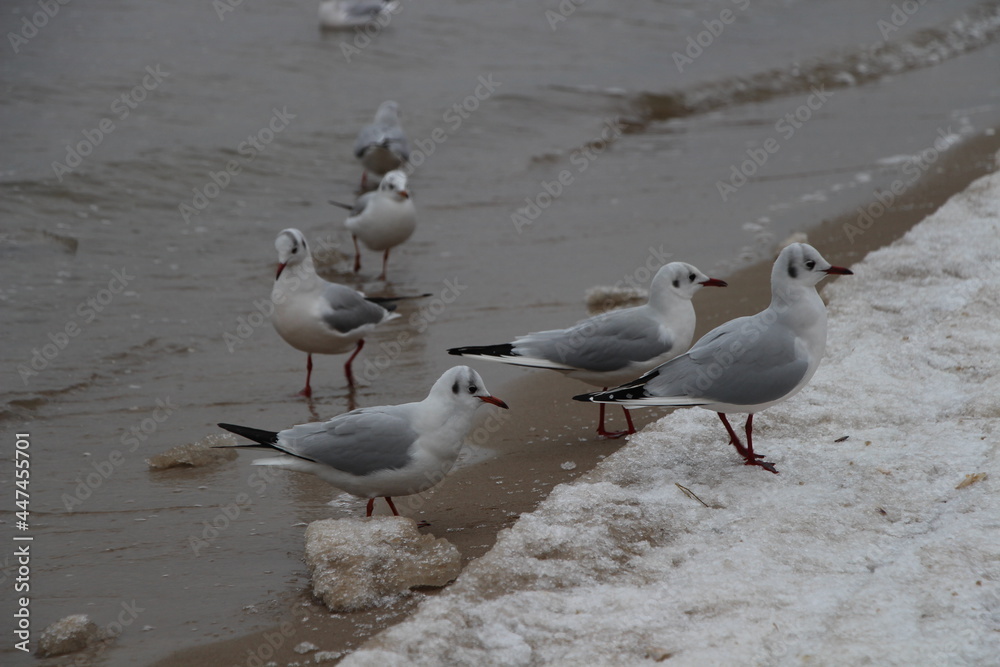 seagulls on the beach in the winter