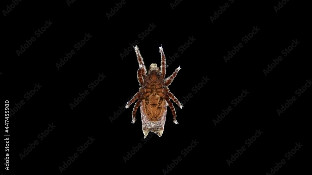 mite (acari) of superfamily Crotonioidea under a microscope, order Oribatida, Family Camisiidae. Sample found in Karelia. Possibly a Camisia sp. mite (acari) of superfamily Crotonioidea under a microscope, order Oribatida, Family Camisiidae. Sample found in Karelia. Possibly a Camisia sp.