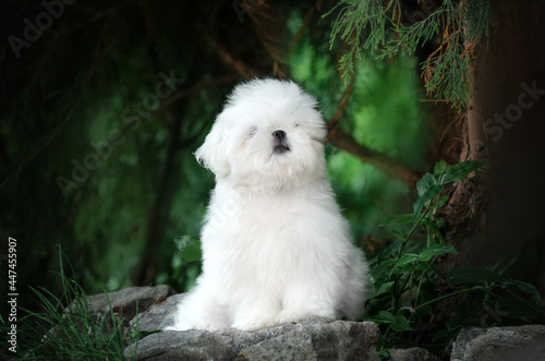 shih tzu dog cute puppy magical portrait of pet in nature
 photo