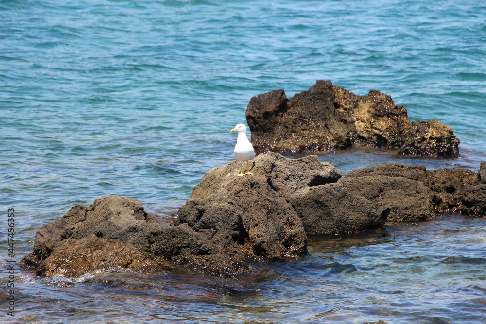 Seagull sitting on a stone with the sea in the background Seagull sitting on a stone with the sea in the background