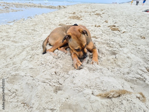 dog in the sand