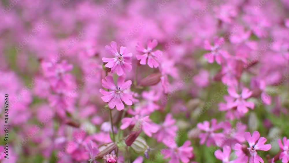 Silene dioica or Melandrium rubrum close-up. A background of delicate pink garden flowers sways in the wind. Top view of a flower bed with delicate summer flowers. Low depth of field, strong movement Silene dioica or Melandrium rubrum close-up. A background of delicate pink garden flowers sways in the wind. Top view of a flower bed with delicate summer flowers. Low depth of field, strong movement
