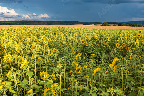 View over a blooming sunflower field in the Taunus / Germany shortly before a thunderstorm 