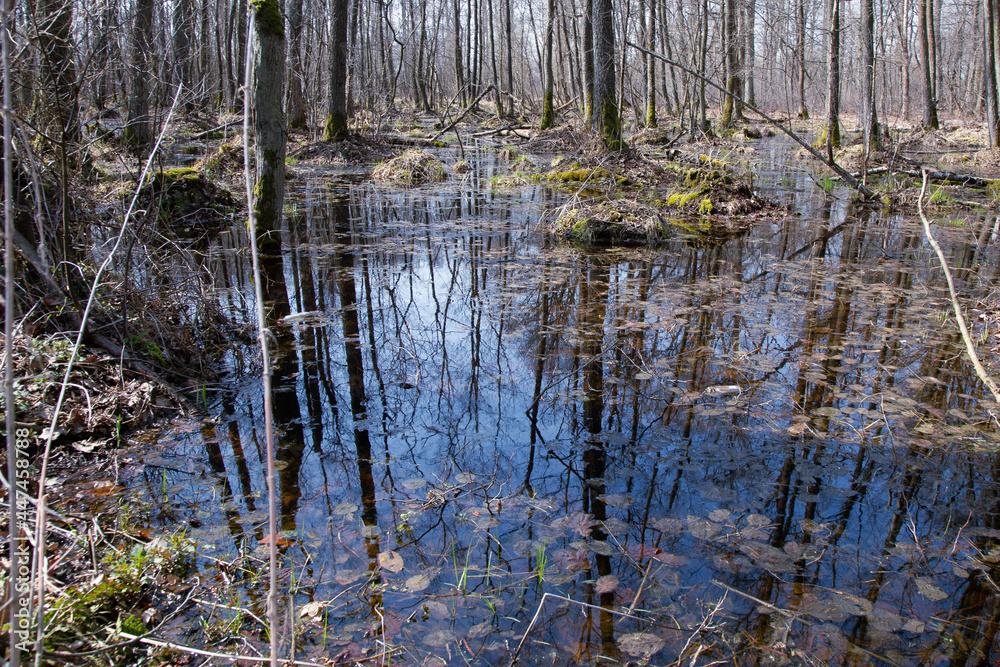 vernal thaw in the forest vernal thaw in the forest