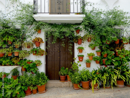 Blument  pfe an Hauswand in spanischem Dorf