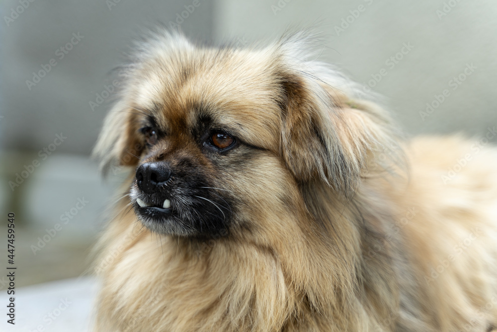 Beautiful pet dog with vampire teeth