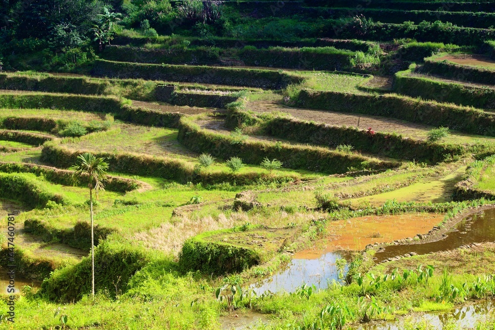 Batad rice terraces - Philippines landscape