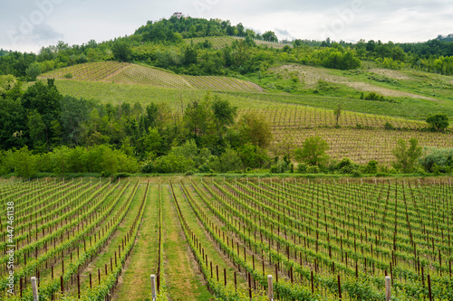 Vineyards in Oltrepo Pavese  italy  at springtime