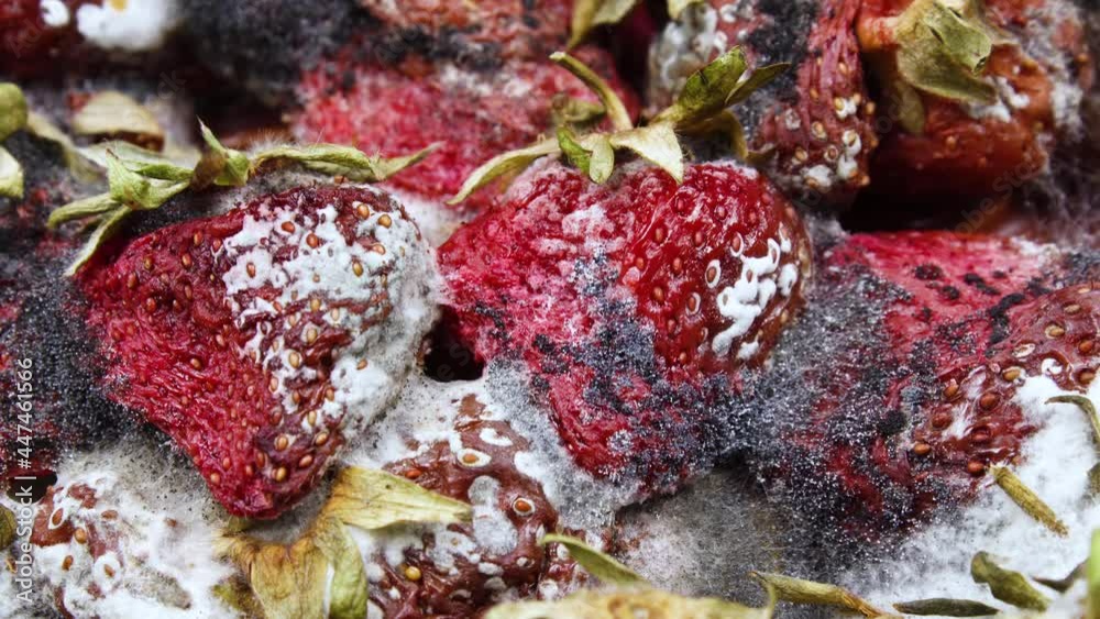 Rotting and Decay Strawberries, Mold and bacteria, Fruit quickly
