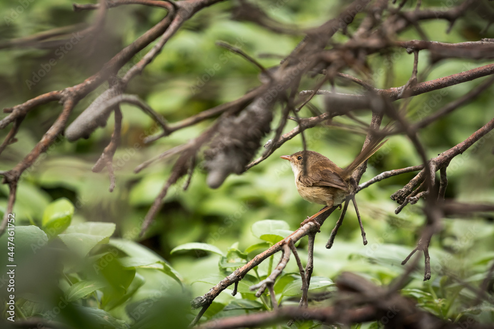 Wild female Fairy Wren perched on tree branch in Australian Wild female Fairy Wren perched on tree branch in Australian