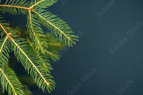 Dark blue Christmas background with fir branches and copy space.