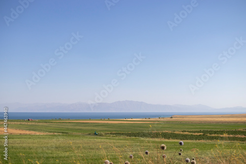 landscape with cows and sky