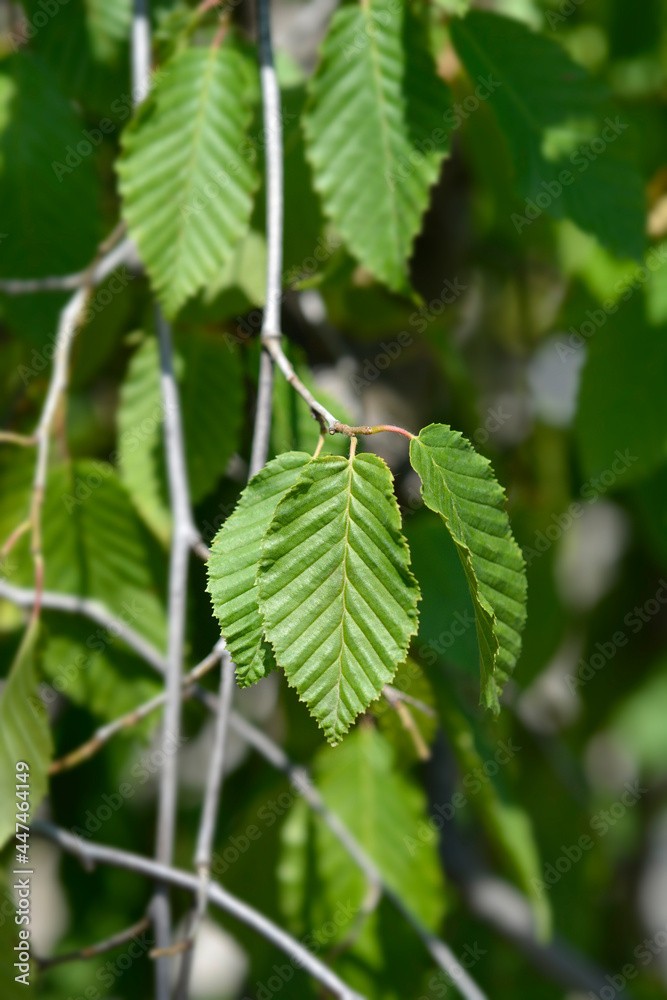 Weeping hornbeam Weeping hornbeam