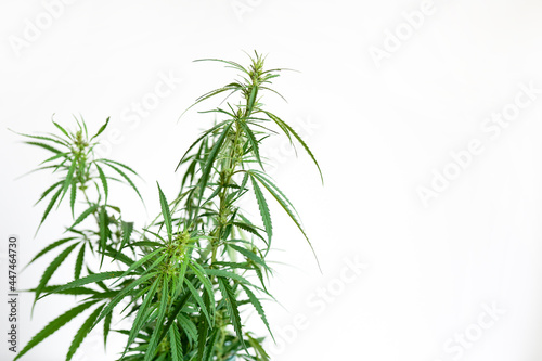 Fototapeta Naklejka Na Ścianę i Meble -  Leaves Cannabis Plant Isolated on White Background with copy space