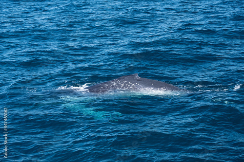 Newborn baby humpback whale surfacing in pacific ocean