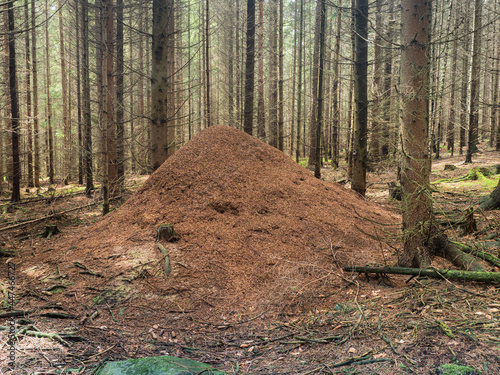 Ein Großes Ameisennest der Hügelbauenden Waldameisen im Nadelwalwald fotografiert. photo