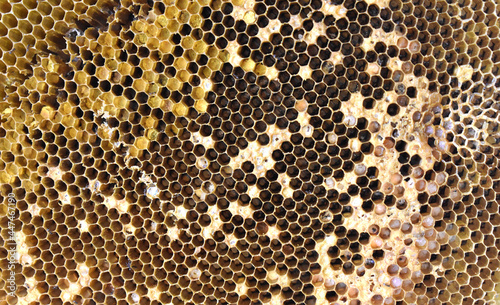 A close-up shot of a honeycomb is perfect for background applications.