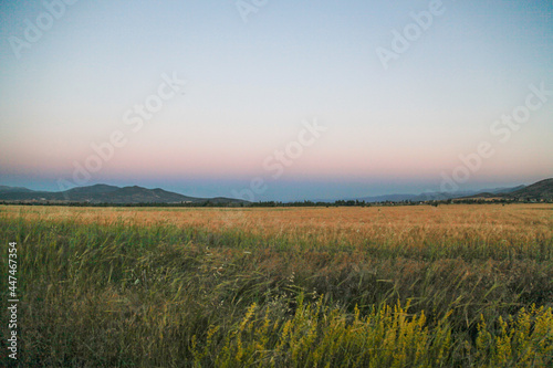 field in the evening