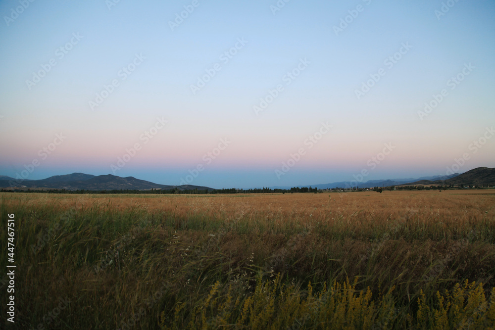 field in the evening