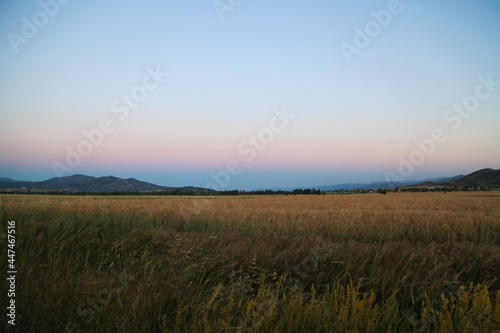 field in the evening